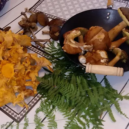 Au Coeur De La Forêt, De 2 à 14 Personnes Hébergement de vacances Soulaures